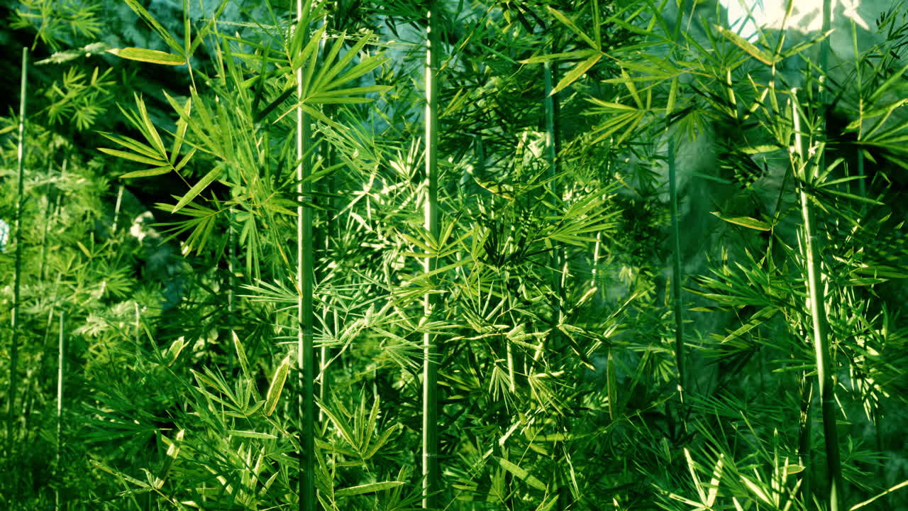 cerca del exuberante bosque de bambú verde