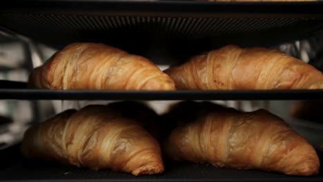 Golden-croissants-on-bakery-trays-rising-as-they-bake,-close-up,-selective-focus