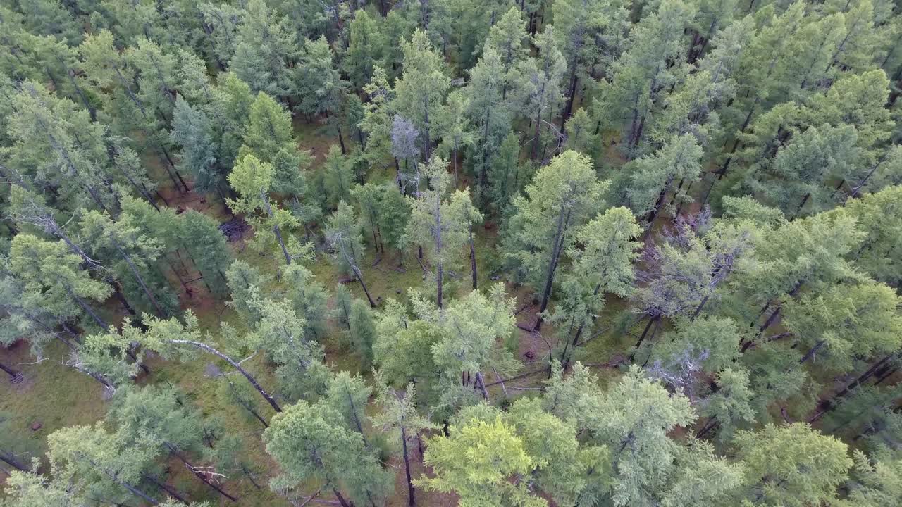 un dron aéreo disparado sobre el bosque del norte de mongolia se mueve hacia adelante árboles