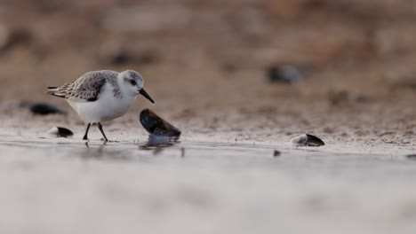 plover nevado junto al agua