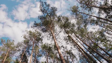 crown of trees against the blue sky in poland