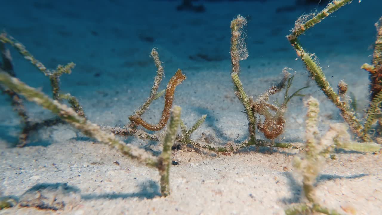 Nahaufnahme Unterwasseraufnahme eines Seepferdchens, das sich an Meeresvegetation auf sandigem Meeresboden klammert, während eines Nachttauchens auf Mauritius. Zarte Meeresart im natürlichen Lebensraum, ideal für Wildtier- und Meeresleben-Themen