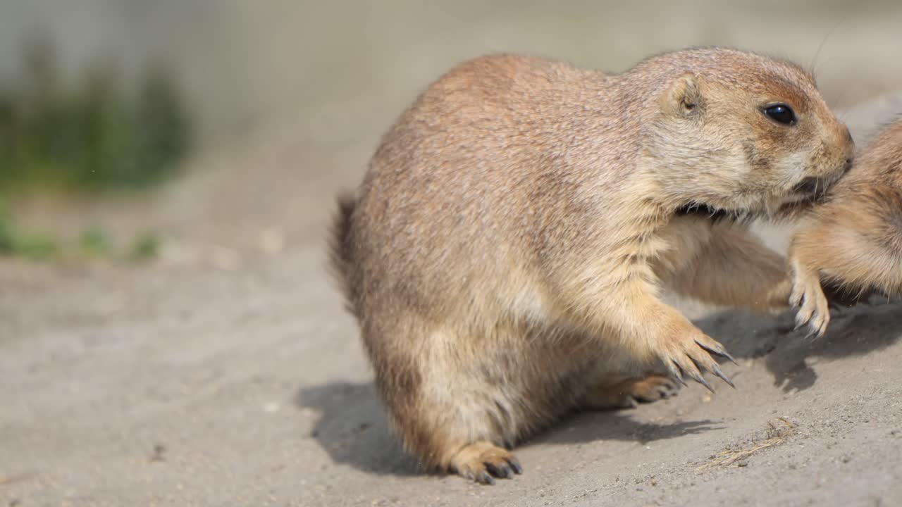 Prairie Dogs Playing - close up
