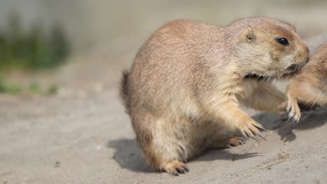 prairie dogs playing - close up