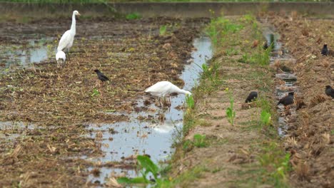 flock of great egret and crested myna foraging for fallen crops on the soil ground after paddy fields have been harvested, close up shot