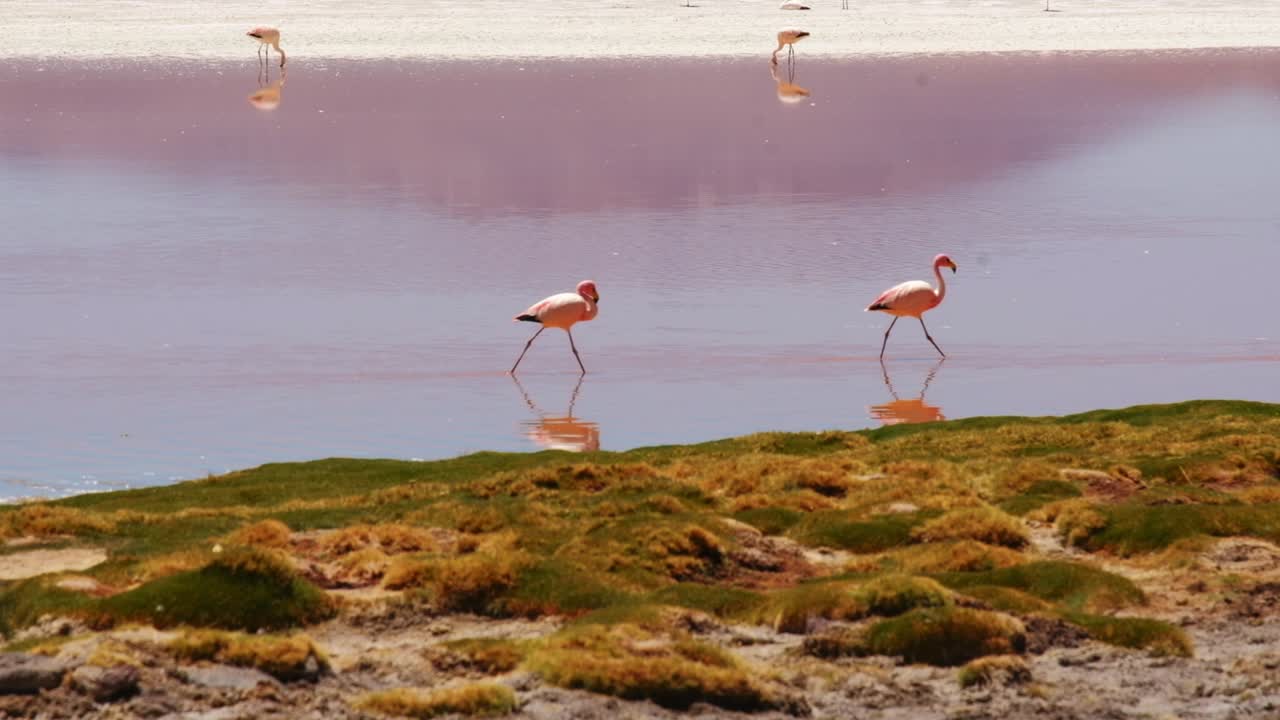 flamencos andinos caminan en línea recta sobre el reflejo natural del agua de la laguna roja hermosa vida silvestre escénica natural, fauna sudamericana