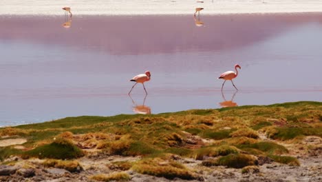 Flamencos-Andinos-Caminan-En-Línea-Recta-Sobre-El-Reflejo-Natural-Del-Agua-De-La-Laguna-Roja-Hermosa-Vida-Silvestre-Escénica-Natural,-Fauna-Sudamericana