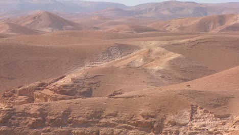 ovejas y cabras son conducidas en la distancia por un pastor beduino en israel o jordania 2