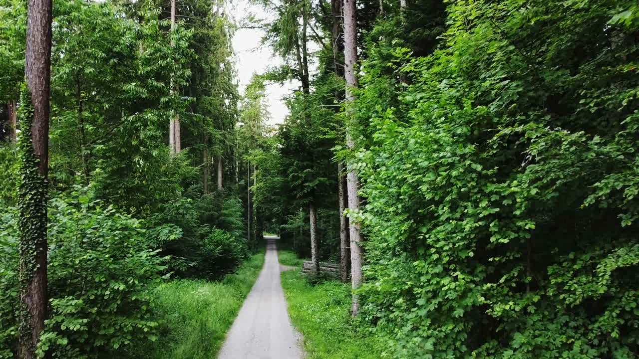 Drone footage of a green forest in Spring, showing trees, and a path to walk.