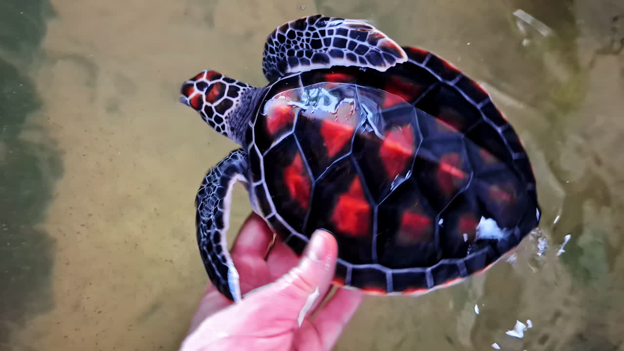 Hand releases juvenile sea turtle with a black shell with bright orange-red patterns