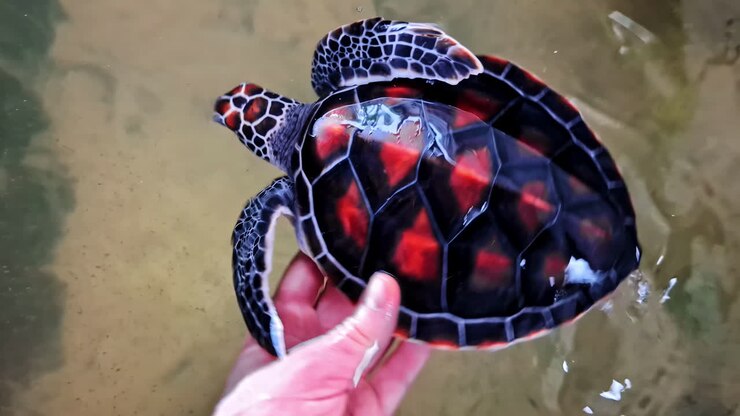 Hand releases juvenile sea turtle with a black shell with bright orange-red patterns