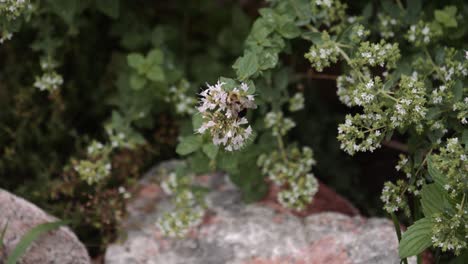 abeja en una flor polinizando