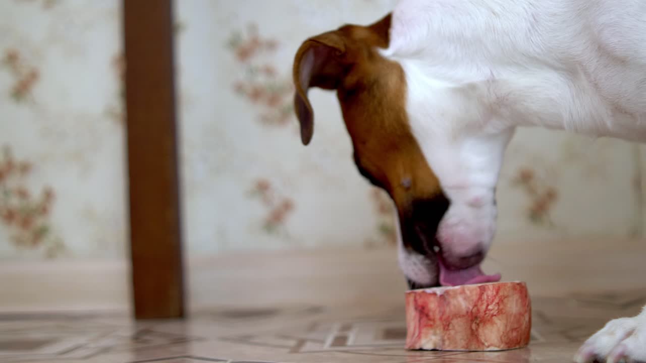 Ein Hund spielt und frisst ein Leckerli in einem warmen Innenraum und hat dabei Spaß.