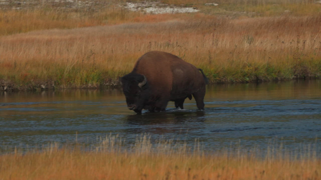 cinematográfico en cámara lenta pan seguir épica enorme búfalo gigante cruzando agujero de fuego río midway géiser gran cuenca prismática yellowstone parque nacional vida silvestre otoño otoño soleado hermosos colores durante el día