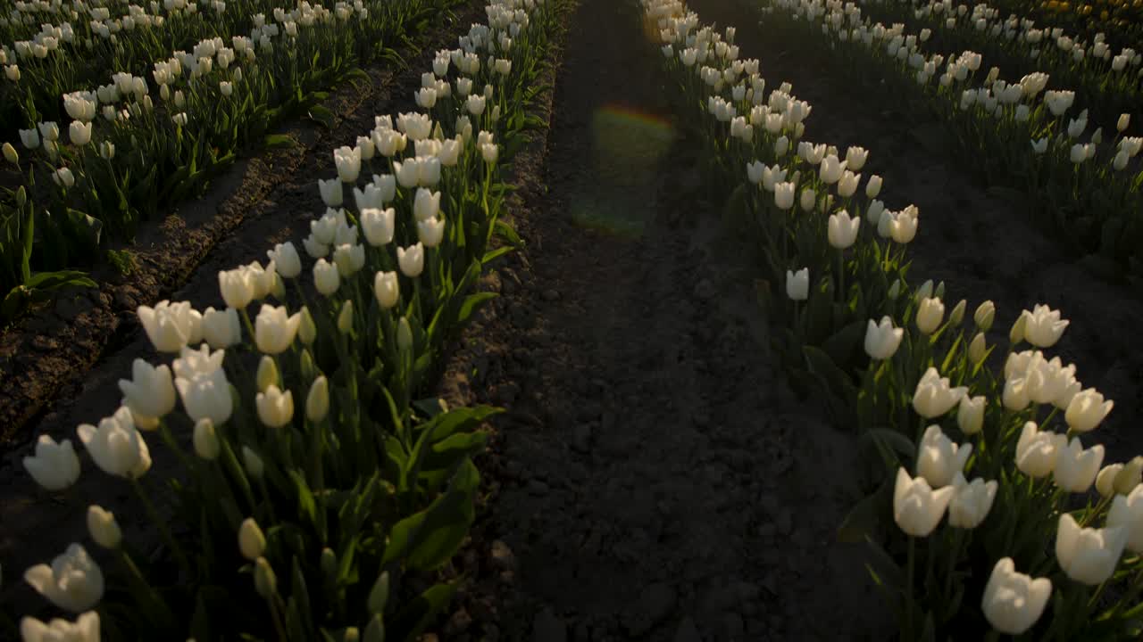 Tilting down revealing rows of white tulips in the sunset