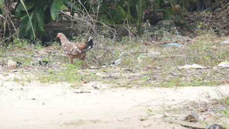 hen and little chicken babies walk down sandy dirt road on side of street