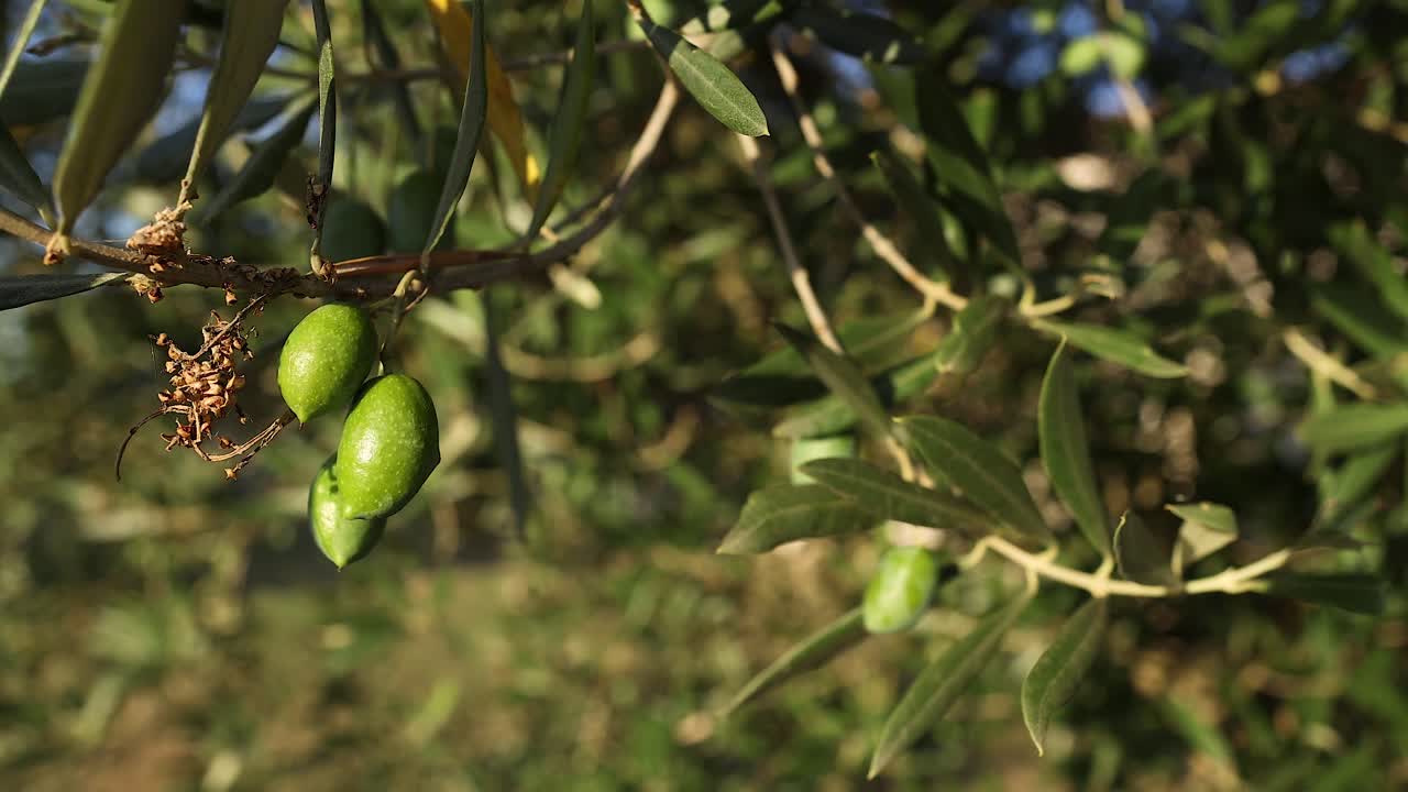 primer plano de aceitunas en una rama de árbol