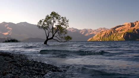 sunrise at wanaka tree, new zealand most famous tree