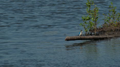 perched on a bamboo looking around for something to eat, collared kingfisher todiramphus chloris, thailand