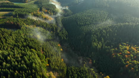 evergreen forest with dense spruce trees on hazy morning in sommerain, houffalize, belgium