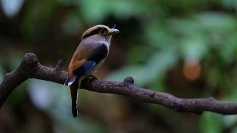 Seen-from-its-side-with-an-insect-in-its-mouth-as-it-looks-around-then-flies-away-to-deliver,-Silver-breasted-Broadbill-Serilophus-lunatus,-Thailand