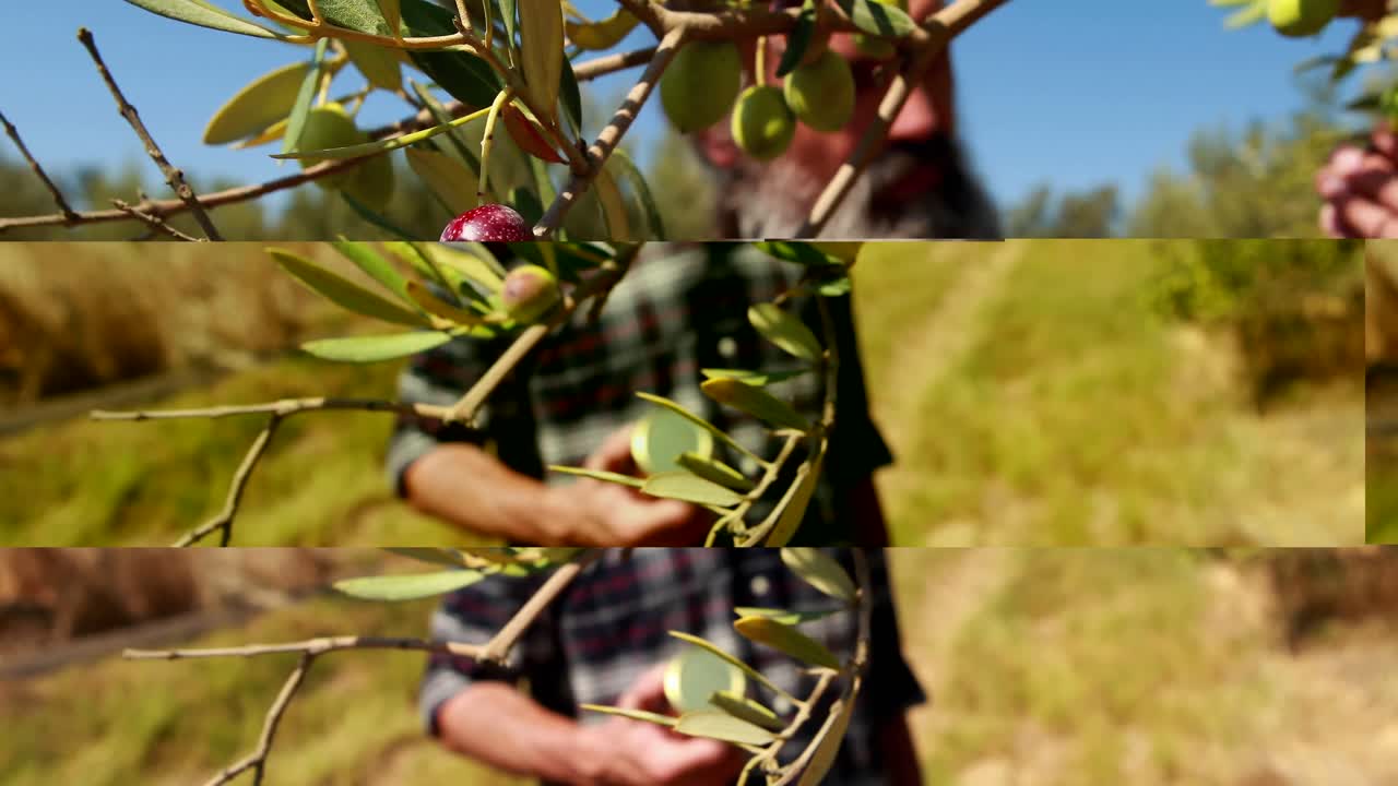 hombre cosechando aceitunas del árbol 4k