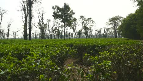 Vista-Bloqueada-De-La-Plantación-De-Té-En-Bangladesh