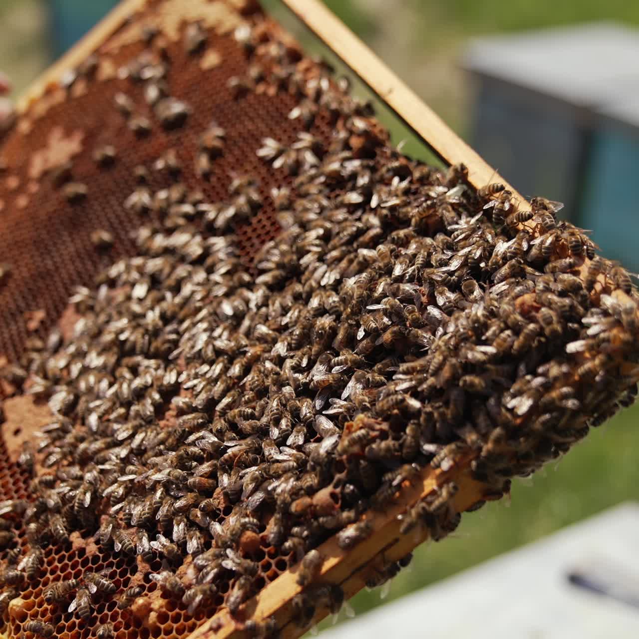 Honey bees crawling on a frame. Apiarist holding frame with bees making honey. Bees frame in beekeeper's hands. Close-up