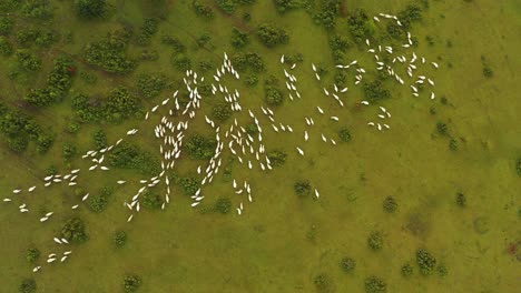 flock of sheep on the mountain pasture with green fresh grass and trees