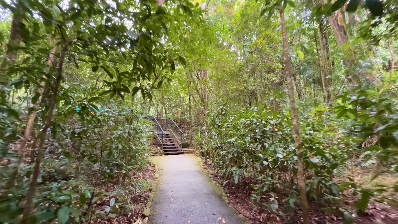 A serene walk along a lush, green pathway in Daintree Rainforest, showcasing dense foliage and natural beauty