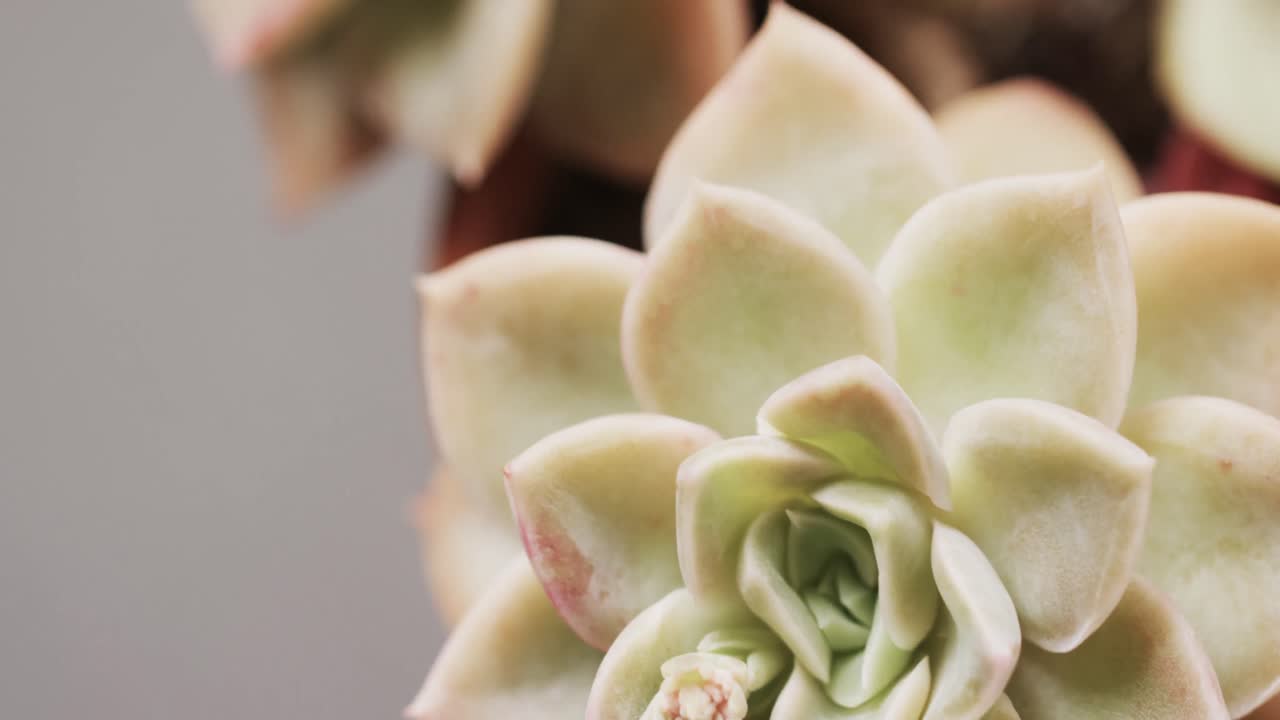 회색 배경에 복사 공간과 함께 녹색  ⁇ 투스 식물의 클로즈업의 마이크로 비디오