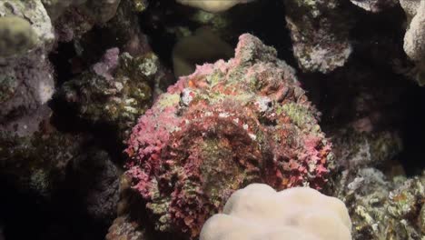 Pez-Piedra-Sentado-En-Un-Arrecife-De-Coral-En-El-Mar-Rojo