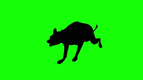 a silhouette of a hyena running on green screen, perspective view