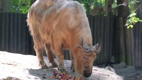 a rhinoceros is grazing on a rock in a zoo enclosu 4k 2025 07 22 10 11 49 utc.mov | animal, captivating, captive, capture
