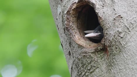 young hungry birds waiting for their mother inside the hollow tree trunk