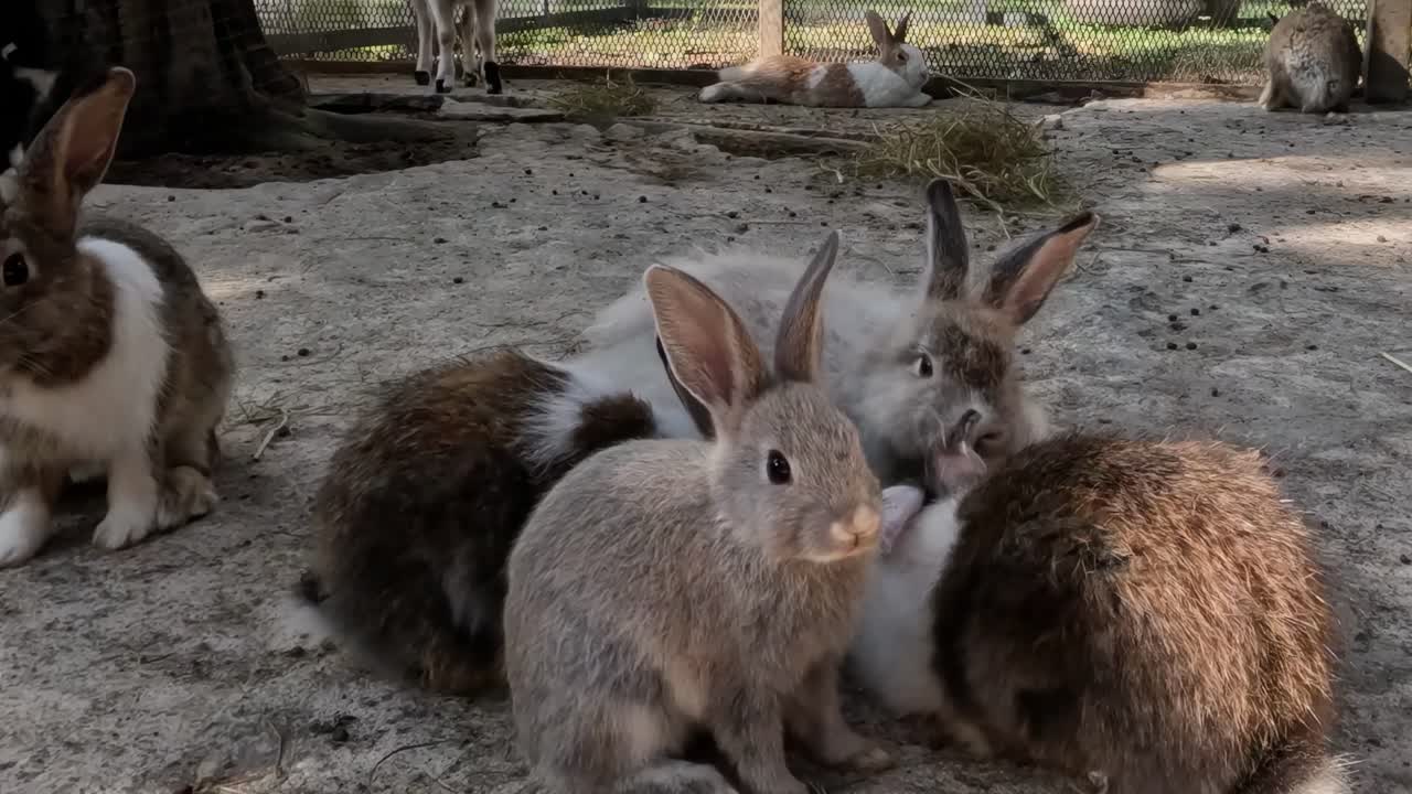 A trio of rabbits relaxes on the ground, engaging in gentle grooming and resting in the sunlight.