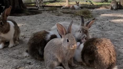 a trio of rabbits relaxes on the ground, engaging in gentle grooming and resting in the sunlight.