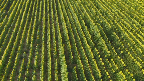 agricultura española, inclinar hacia arriba revelar, filas de girasoles que crecen en emporda cataluña, vista panorámica de pájaros