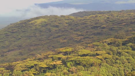 Ein-Schöner-Blick-über-Den-üppigen-Regenwald-In