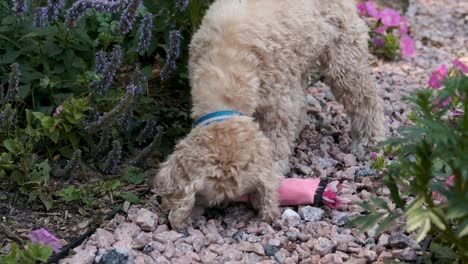 cachorro rubio patas en su juguete para masticar en el camino del jardín de flores, aspecto de película de enfoque suave fijo