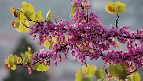 Vibrant-pink-blossoms-and-bright-green-leaves-close-up-with-soft-focus-background