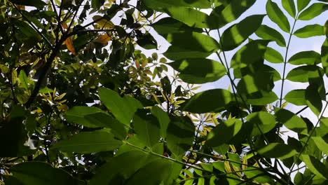 leaves-as-the-backdrop