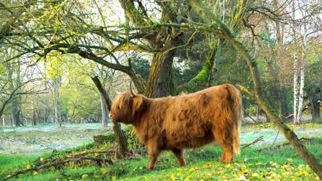 long haired scottish highland cattle looking into camera in nature