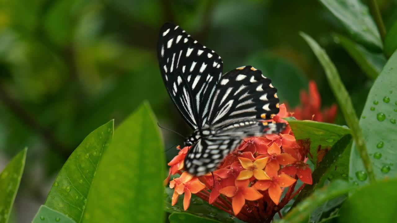 una hermosa mariposa volando lejos de la flor después de alimentarse