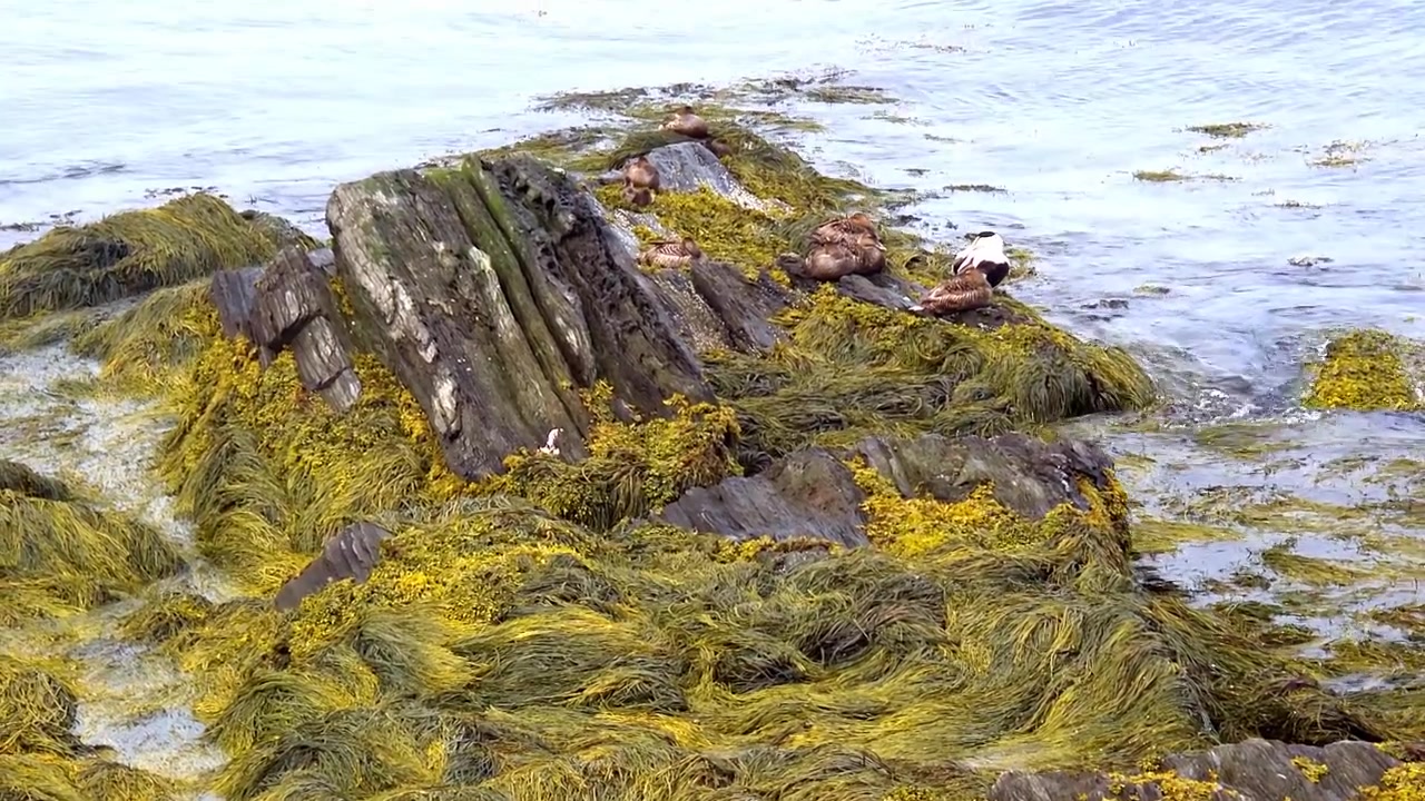 Scogli sull'oceano con un gabbiano che si liscia le piume al Kettle Cove State Park.