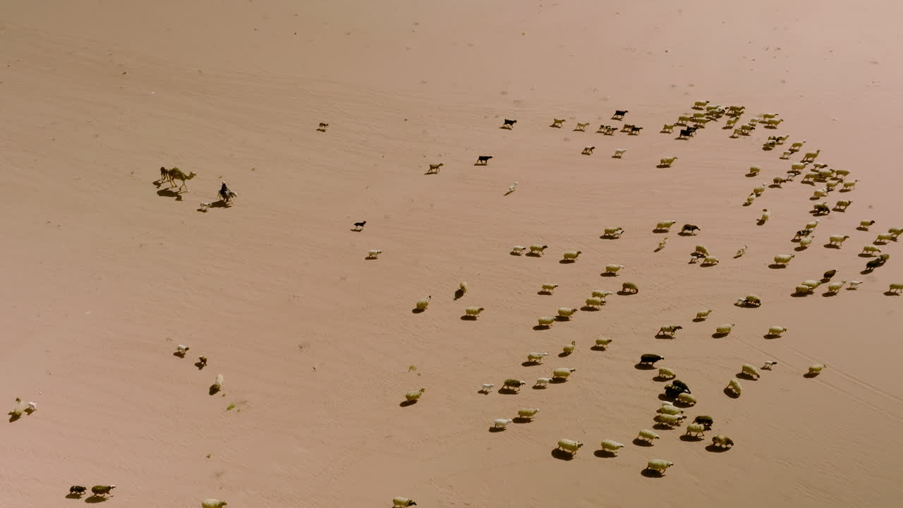 요르단의 와디 럼 아라비아 사막에서 양을 옮기는 베두인 양치기
