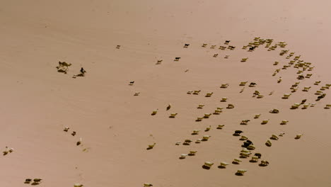bedouin shepherd moving the sheep in the arabian desert of wadi rum in jordan
