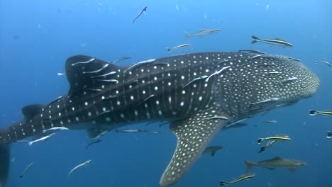 tiburón ballena en koh tao