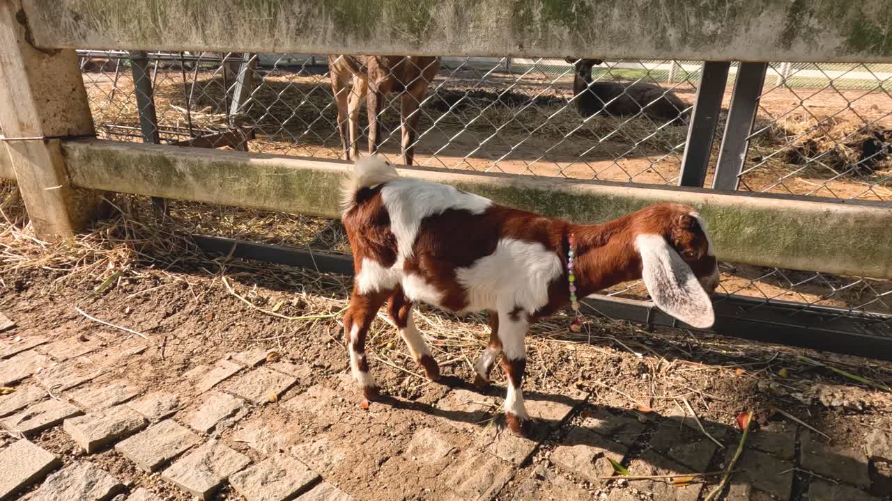 염소 한 마리가 시골의 울타리에서 무작위로 산책 하고 있다.