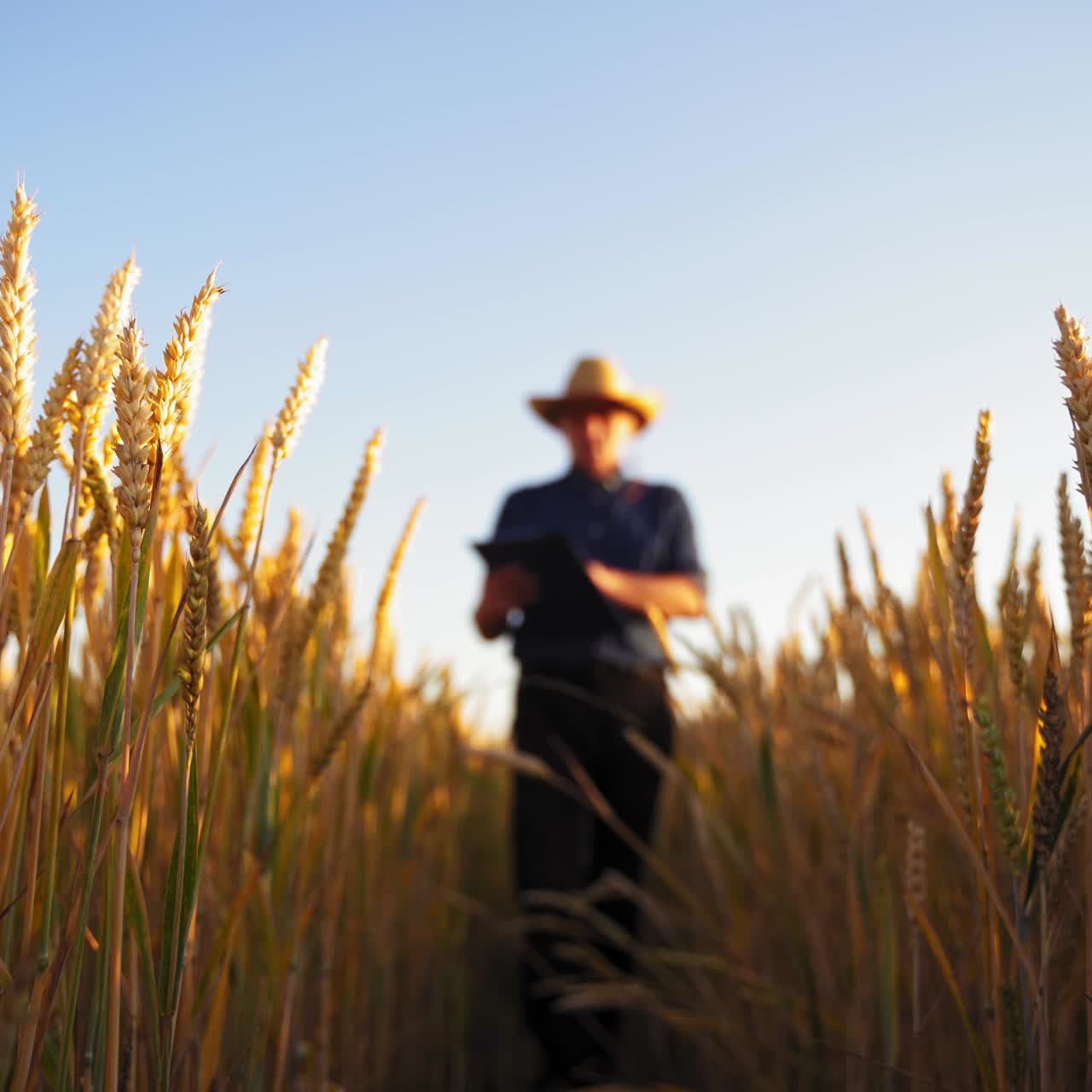 Agricultural business. Yellow wheat under the clear sky. Ripe field with spikelets on the blur background of a farmer walking and inspecting wheat.